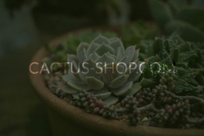 Онлайн магазин Cactus Shop от Speedflow Bulgaria - Дигитални решения